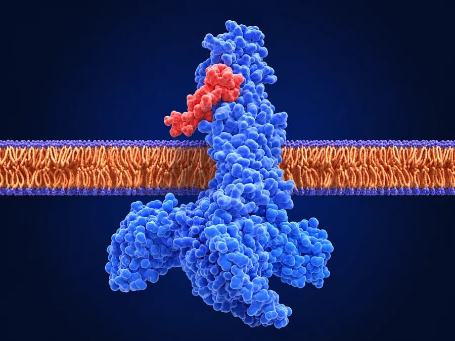 GLP-1 receptors activate